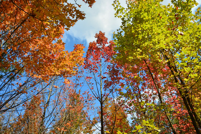 昆明周邊3日游：親子農(nóng)耕勞動(dòng)，植物世界探秘，繪畫美麗家園！