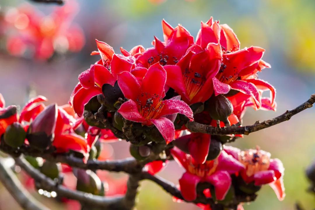 怒江“網(wǎng)紅”木棉花不僅顏值高，還能這樣吃