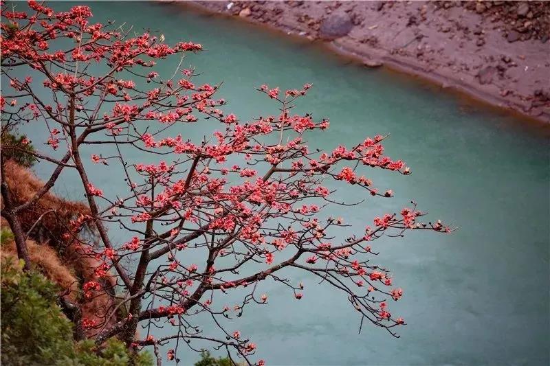 春到怒江，木棉斗艷，鳥兒、松鼠一起把春鬧……