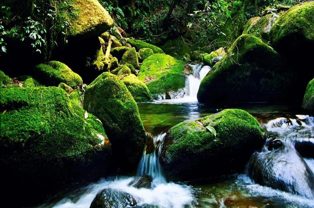 資源豐富的高黎貢山總有新秘密