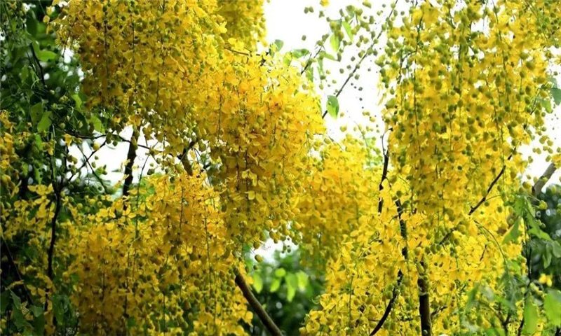 怒江旅游  連心橋下江堤邊，那一抹淡淡的黃