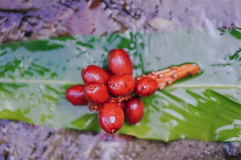 云南旅游,云南旅行社,云南團(tuán)建公司,云南策劃公司,云南會議會展,怒江旅游,怒江旅行社,怒江團(tuán)建公司,怒江策劃公司,怒江會議會展：跟著怒江微綜藝去吃席——草果宴！