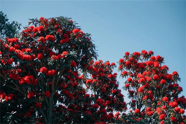 云南旅游,云南旅行社,云南團建公司,云南策劃公司,云南會議會展,怒江旅游,怒江旅行社,怒江團建公司,怒江策劃公司：新春游怒江 | 瀘水市深度游線路攻略