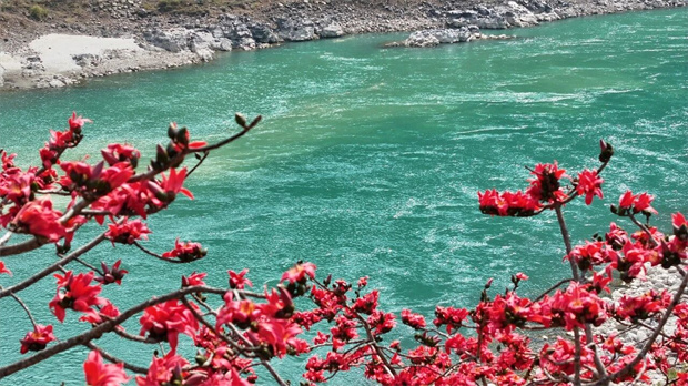 怒江旅游：怒江木棉紅勝火，滿城盡染春意濃